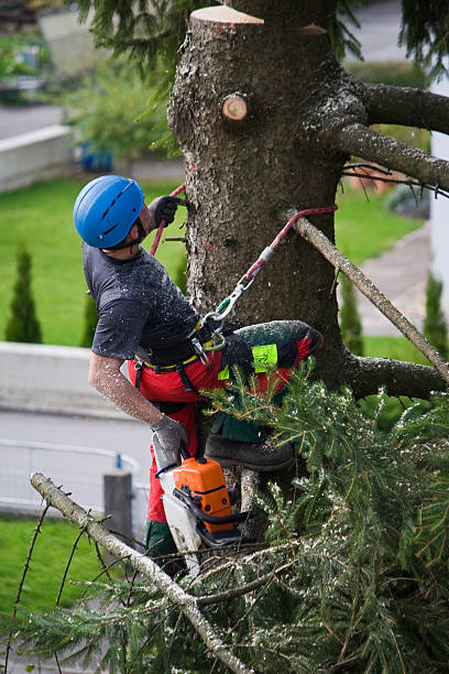 Brownsville, FL Tree Services Company
