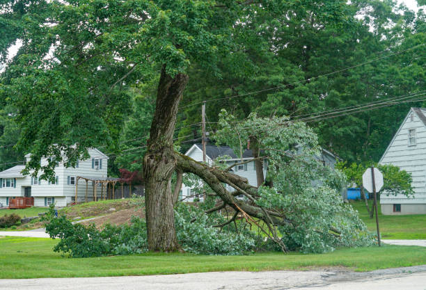 Best Tree Health Inspection  in Brownsville, FL